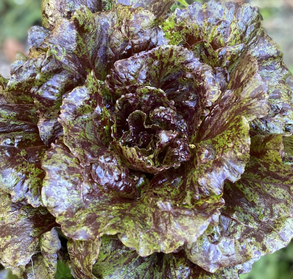 Producto - SEMILLAS DE LECHUGA MORADA DOUBLE DENSITY