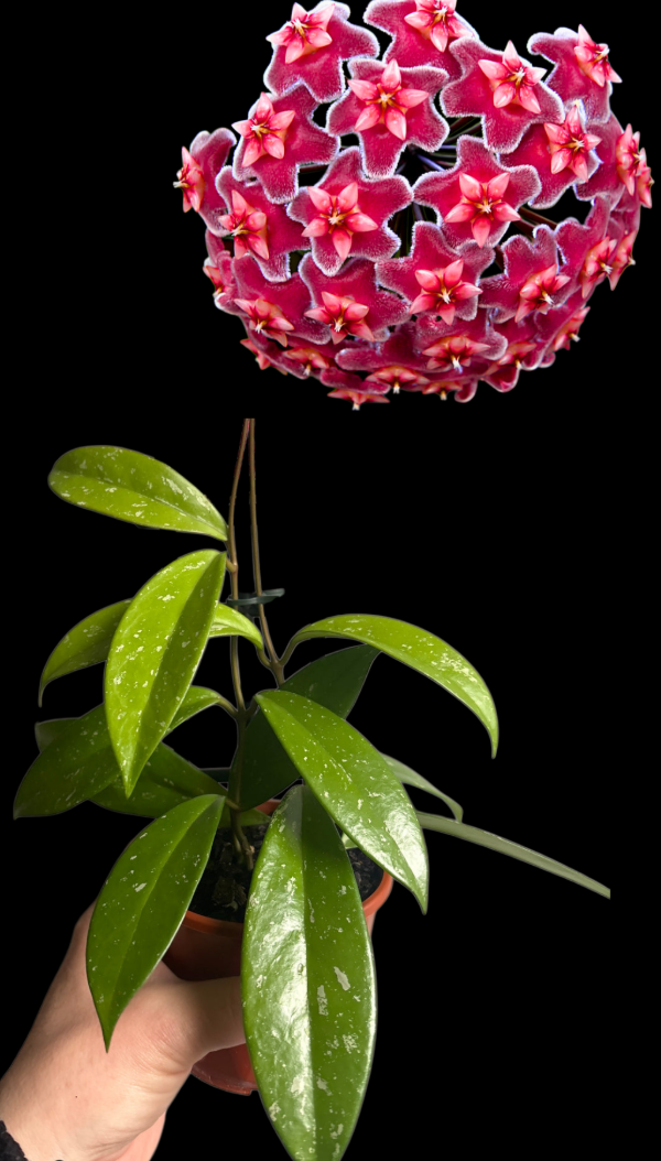 Producto - Hoya Publicalix Silver Pink