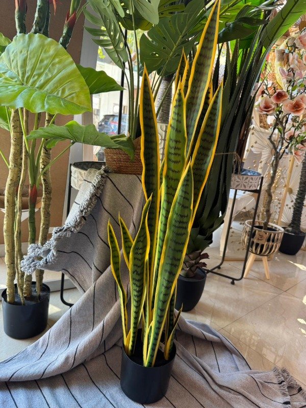 Producto - Planta Sanseviera 1,12 mts ( Efectivo: 199.920)