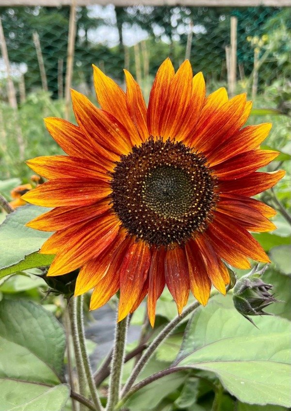 Producto - SEMILLAS DE GIRASOL MISS MARS NARANJA ENANO MULTIFLORAL
