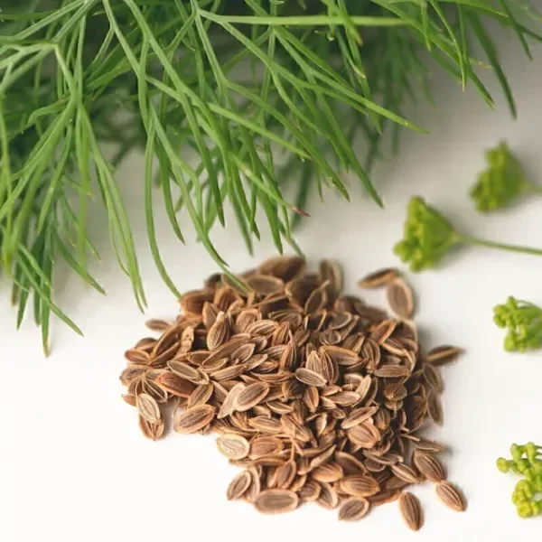 Producto - Semillas agroecologicas de eneldo