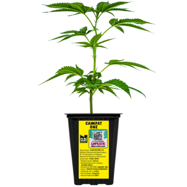 Producto - Esqueje Cannabis Patagonico - Cannpat One