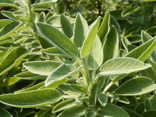 Producto - SEMILLAS DE SALVIA OFFICINALIS