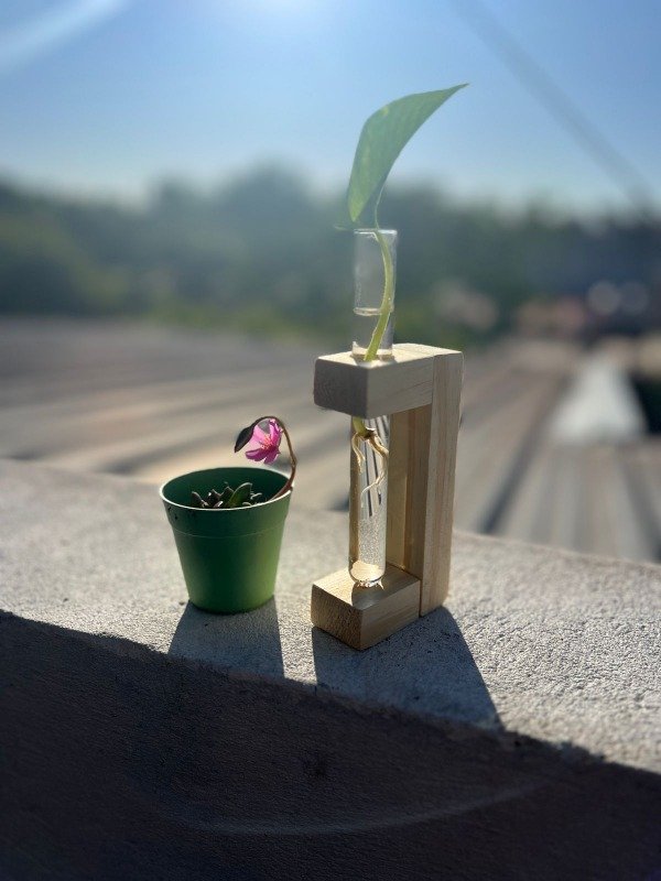 Producto - Propagador de Esquejes