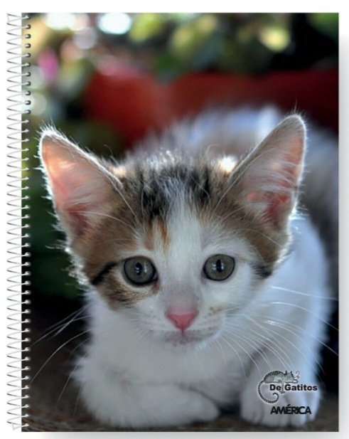Producto - Cuaderno universitario america  gatitos