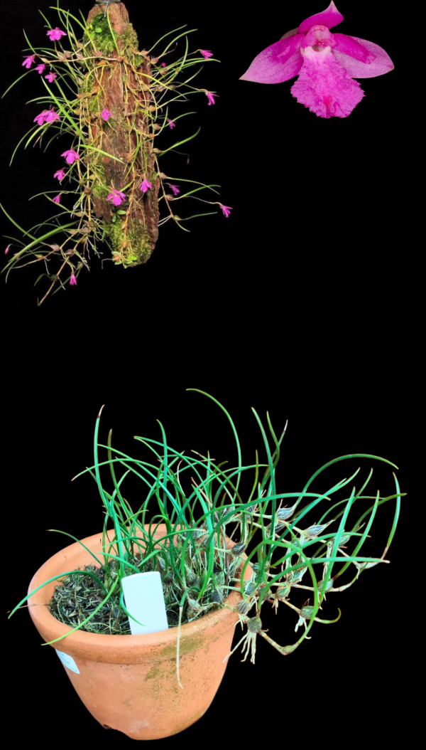 Producto - Isabelia Pulchella