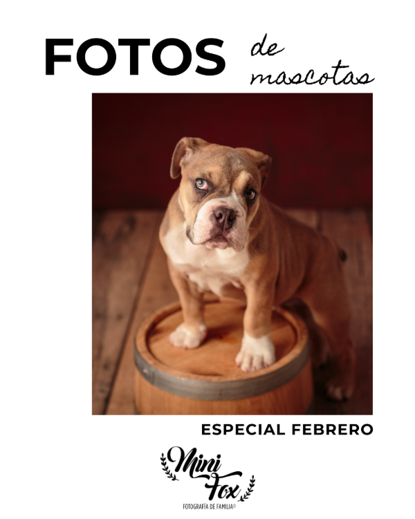 Producto - Fotografía para mascotas en estudio