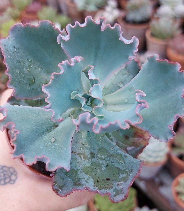 Producto - Echeveria Sea Dragon. Maceta 10. Foto 2 planta madre