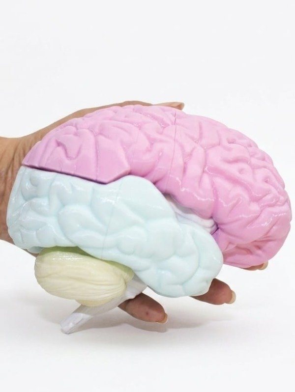 Producto - CEREBRO DIDACTICO IMANTADO - 4