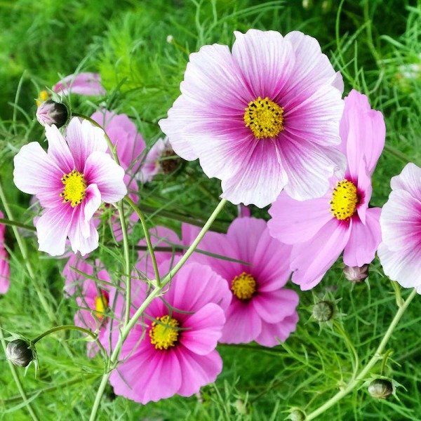 Producto - 30 Semillas De Cosmos Daydream Flor Atrae Mariposas Autosiembra - 0