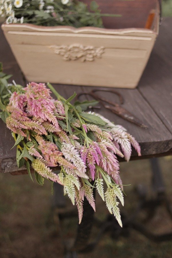 Producto - Celosia argentea "Antique Beauty" - 4
