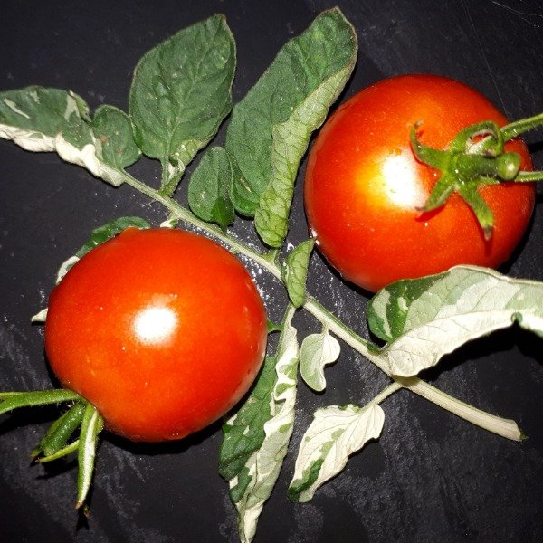 Producto - Semillas de tomate Nicholas doochov