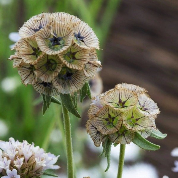 Producto - Scabiosa stellata - Escabiosa menor