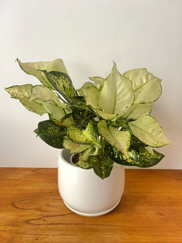 Producto - Aglonema White Joy