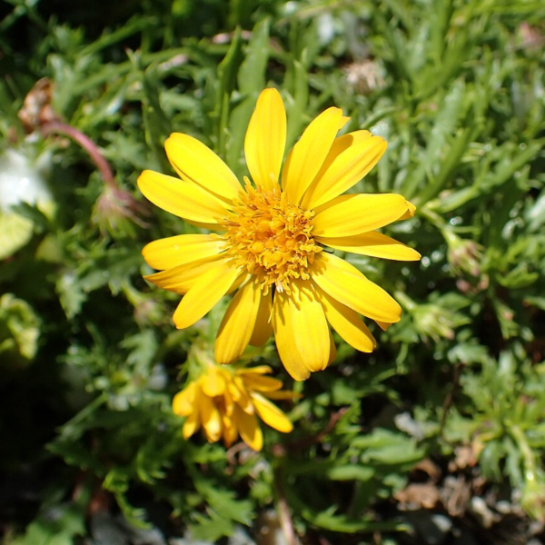 Producto - Haplopappus glutinosus