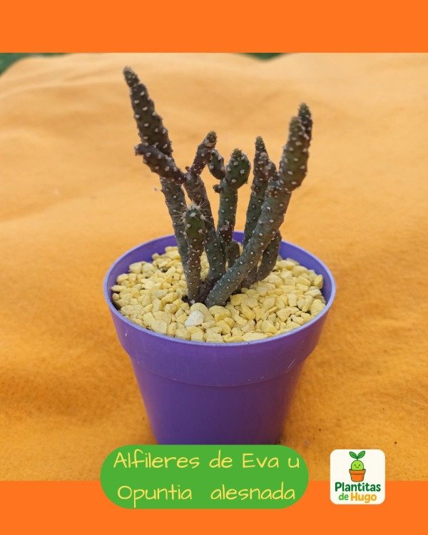 Producto - Alfileres de Eva ú Opuntia alesnada