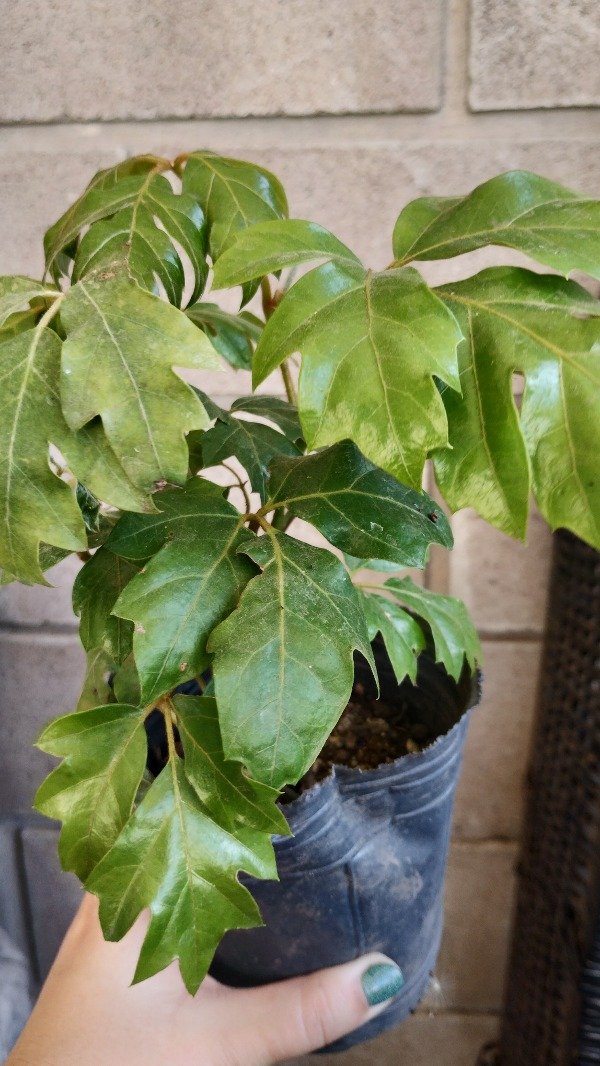 Producto - Cissus
