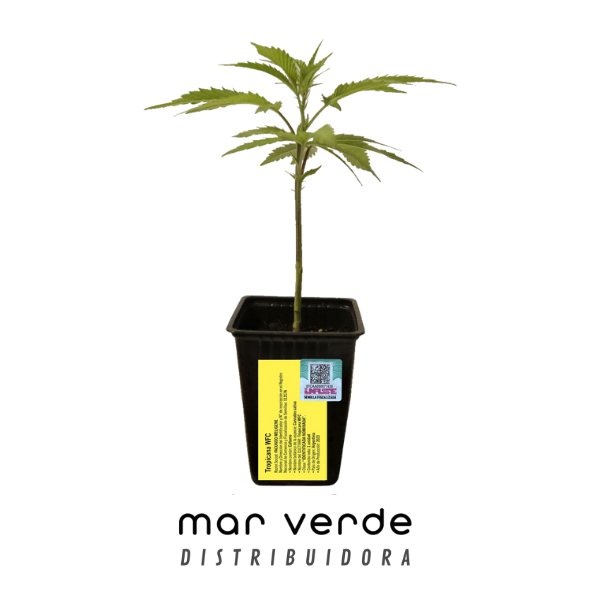 Producto - Clones Tropicana WFC Sweed Lab