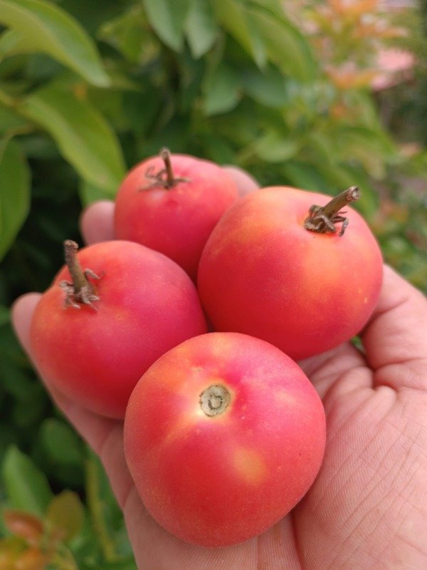 Producto - SEMILLAS DE TOMATE DE COLGAR PECHE VILMORIN ANDRIEUX HEIRLOOM FRANCES GUARDA