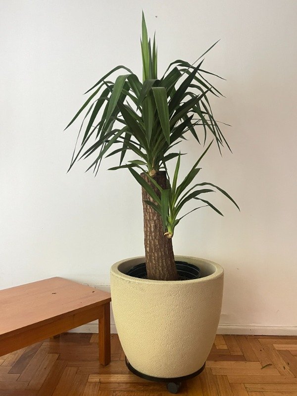 Producto - Yuca Hembra Gigante