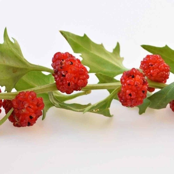 Producto - Semillas De Espinaca Frutilla (chenopodium) Gourmet - 0