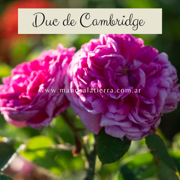 Producto - Rosal Duc de Cambridge - Damascena o de Damasco