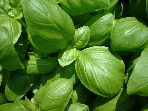 Producto - Semillas agroecologicas de albahaca genovesa