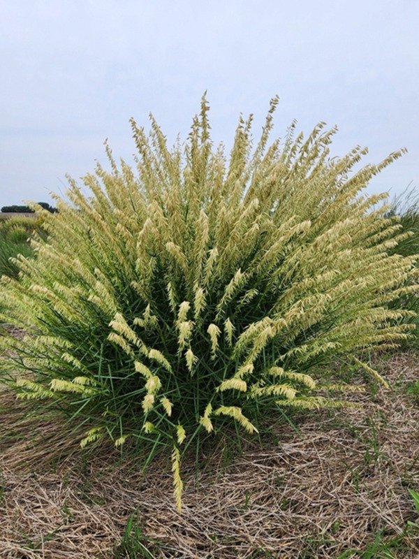 Producto - CORTADERITA (Melica macra) - 0