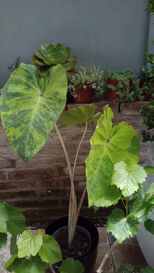 Producto - Colocasia Lemon Lime Gecko - 1