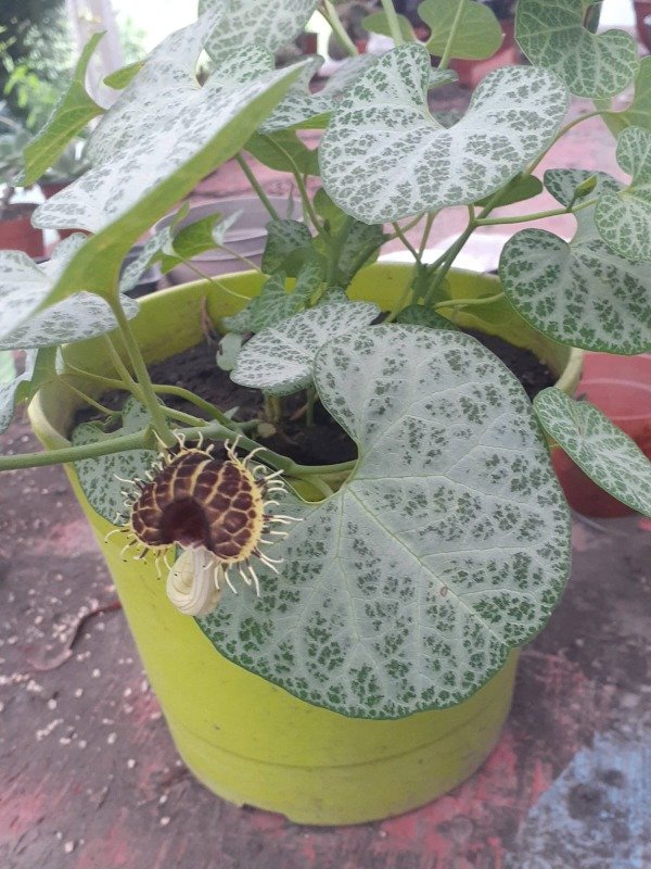 Producto - Aristolochia fimbriata - 1