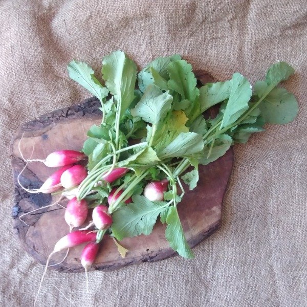 Producto - Rabanitos Mercado de la Tierra