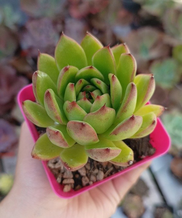 Producto - Agavoides