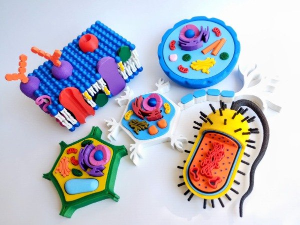 Producto - COMBO 4 CÉLULAS + MEMBRANA PLASMÁTICA