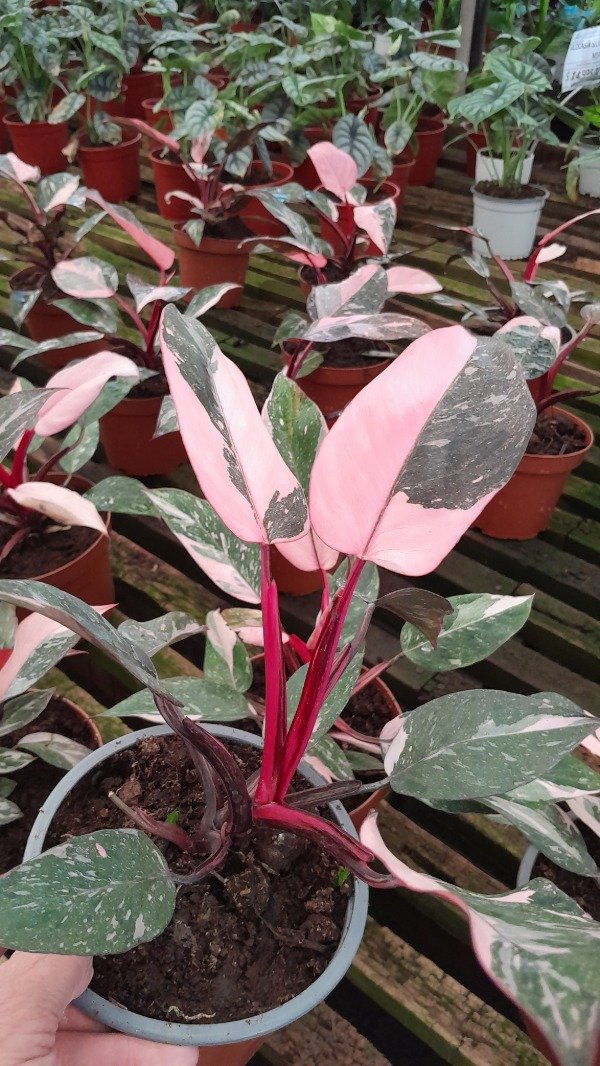 Producto - Philodendron Pink Princess M12