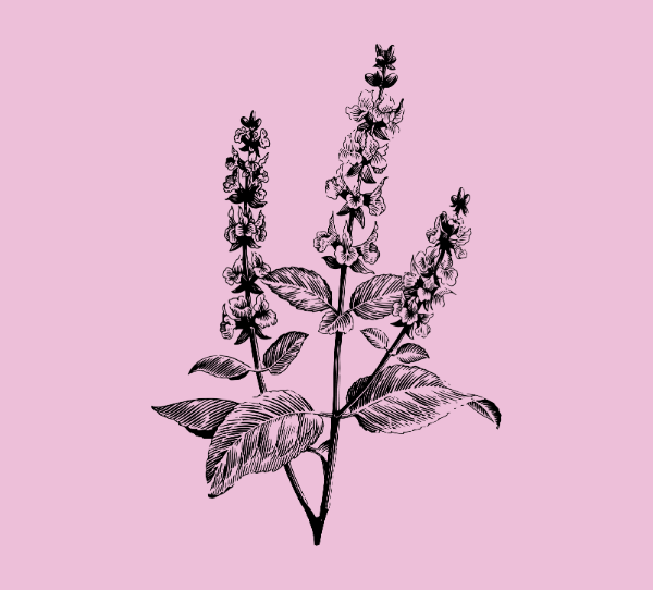 Producto - 18. Salvia