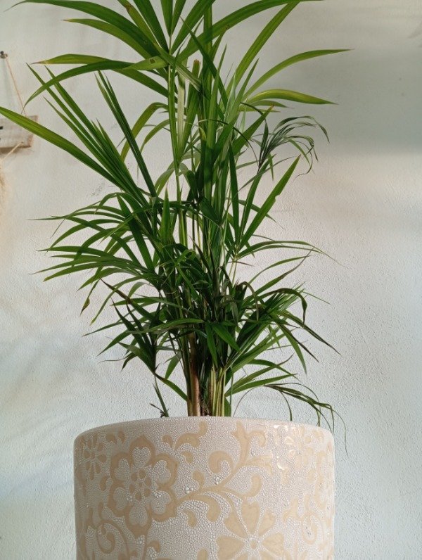 Producto - Palma areca