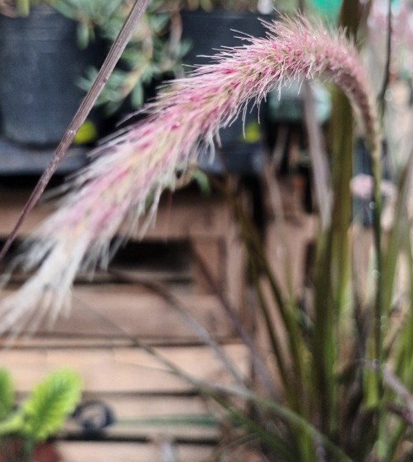 Producto - Pennisetum - 1