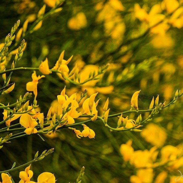 Producto - 30 semillas Spartium junceum "retama"