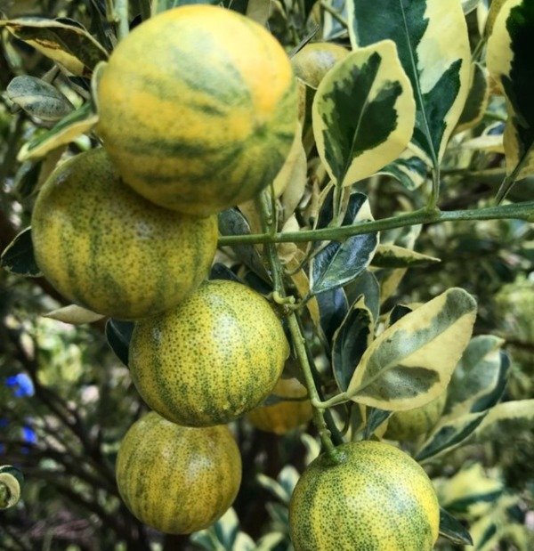 Producto - Citricos - 3
