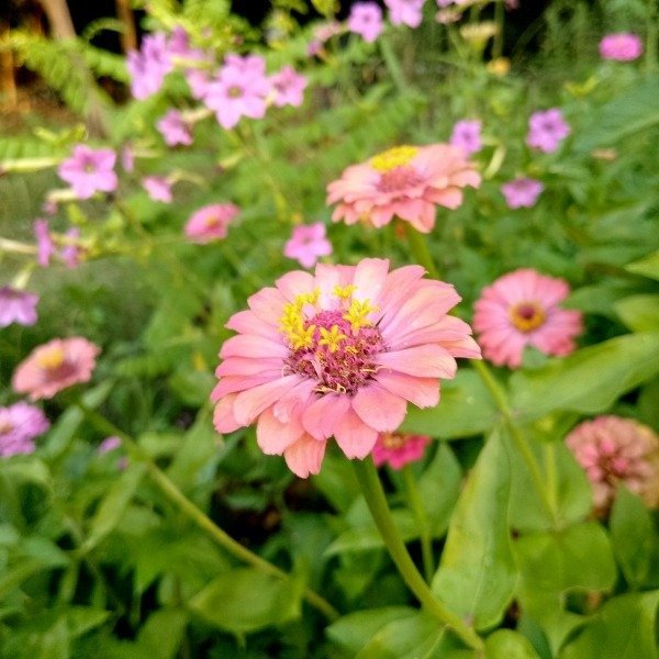 Producto - Zinnias mix - 0