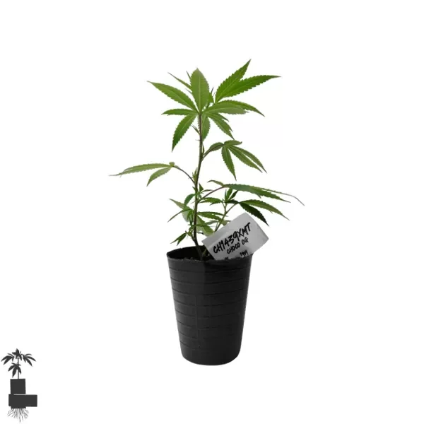 Producto - 1439 CRIADORES - CHOCO OG - ESQUEJE