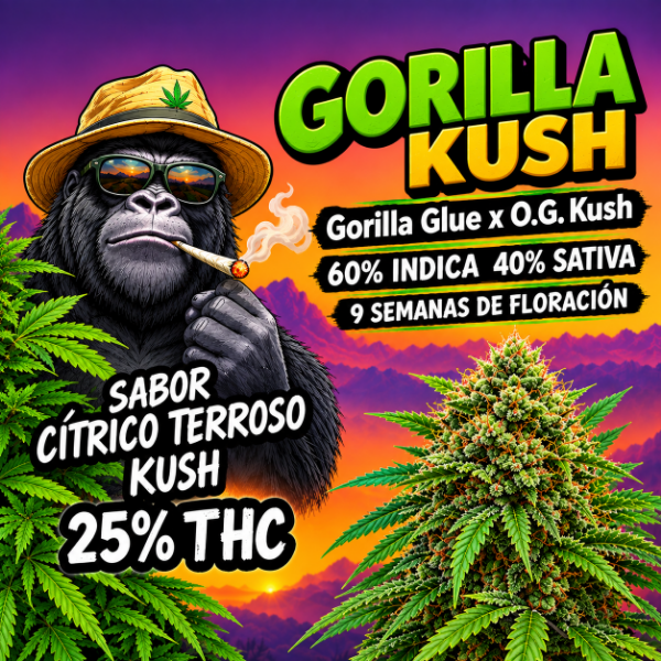 Producto - SEMILLA TERRAMOTA GORILLA KUSH x6 - 0