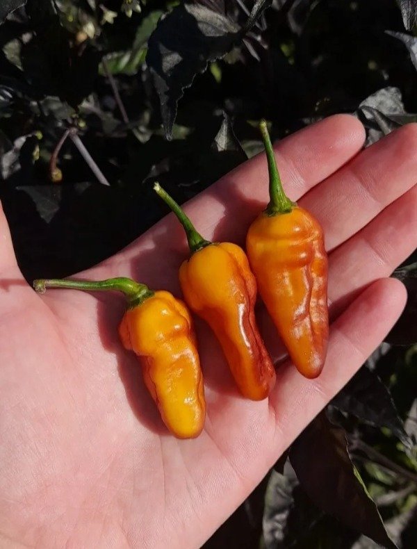 Producto - 15 Semillas De Pimiento Ají Pimenta Puma