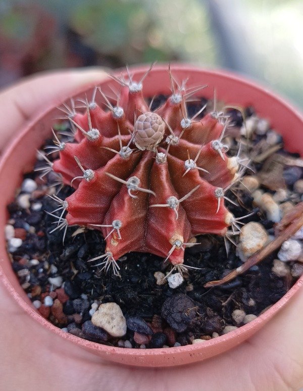 Producto - Cactus gimno mihanoviich naranja