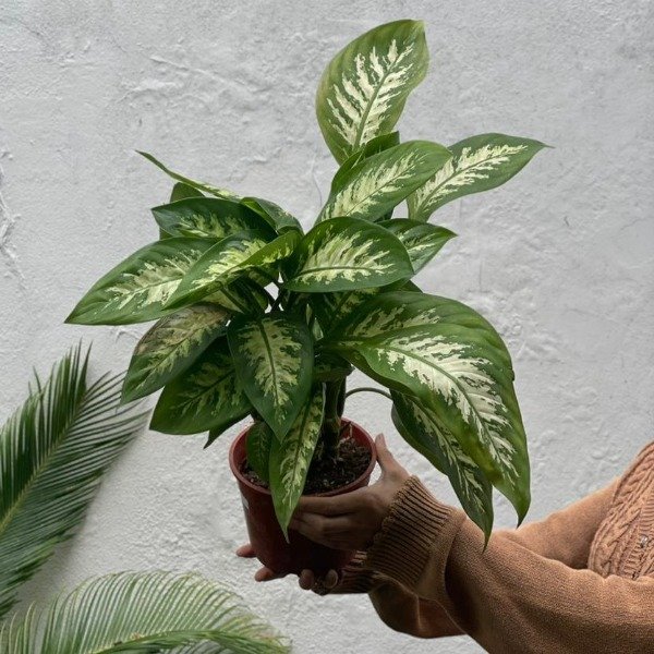 Producto - Dieffenbachia Tropic m15