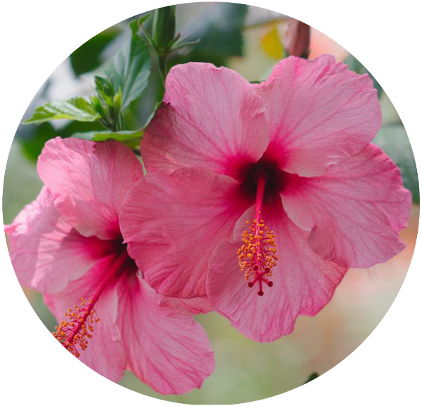 Producto - Hibiscus Flor