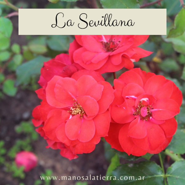 Producto - Rosal La Sevillana