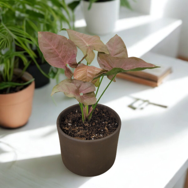 Producto - Syngonium rosado en maceta grafito