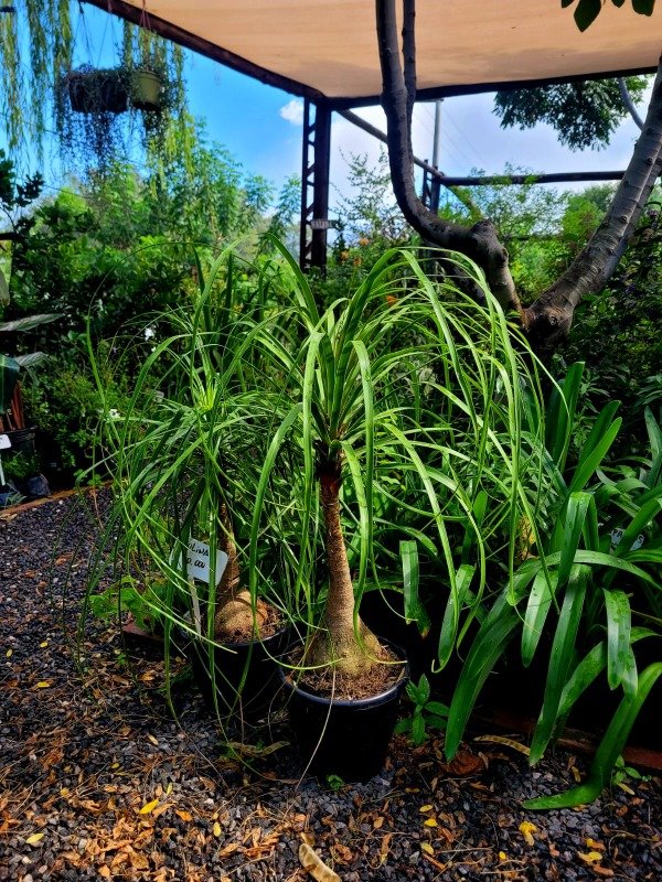 Producto - Beaucarnea Recurvata o Pata de Elefante