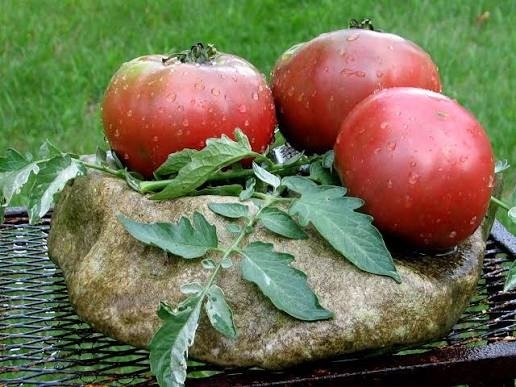 Producto - Semillas de tomate faelan's first snow